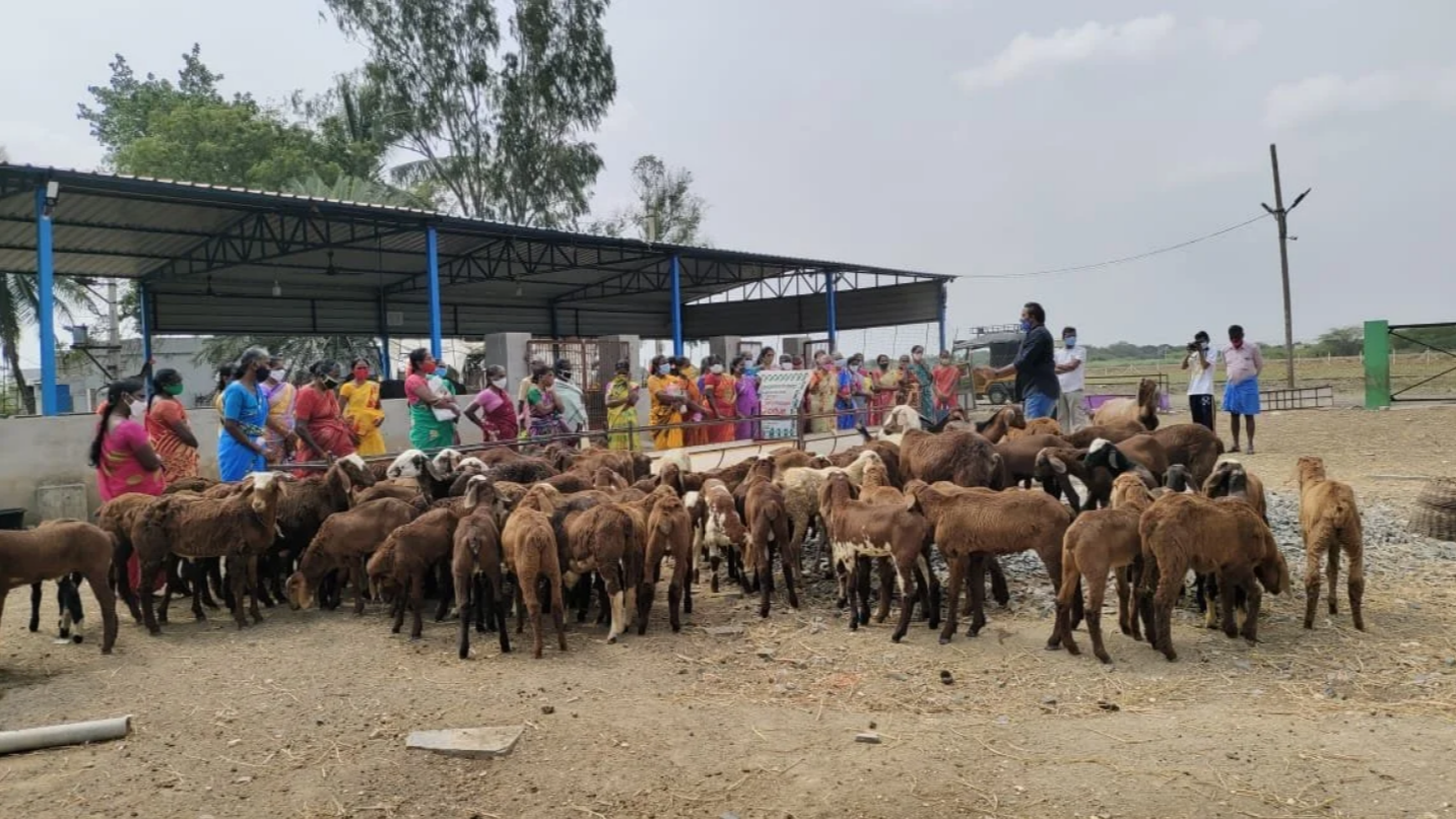 Sheep Rearing Programme - Photo 3